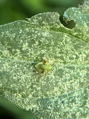 Microtechnites bractatus