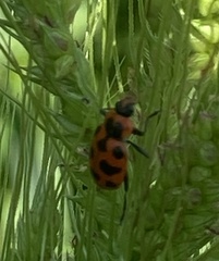 Coleomegilla maculata