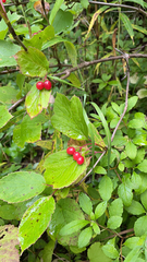 Viburnum edule