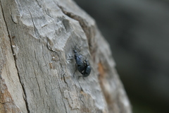 Cypherotylus californicus