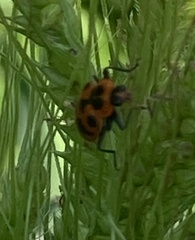 Coleomegilla maculata