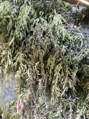 Kindbergia oregana