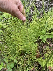 Amauropelta noveboracensis