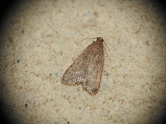 Bostra obsoletalis