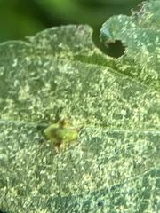 Microtechnites bractatus