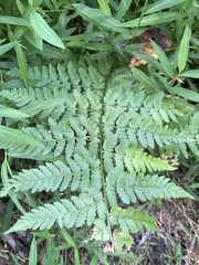 Dryopteris carthusiana