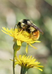 Bombus vancouverensis vancouverensis