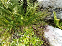 Oreojuncus monanthos