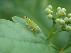 Graphocephala versuta