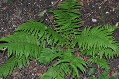 Dryopteris filix-mas