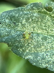 Microtechnites bractatus