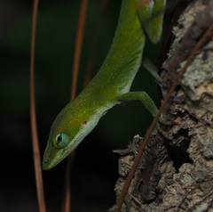 Anolis carolinensis