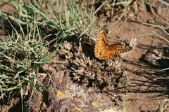 Euptoieta claudia