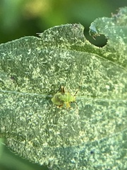 Microtechnites bractatus