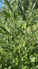 Neolasioptera perfoliata