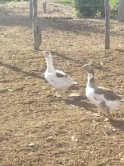 Anser anser domesticus