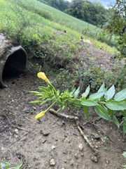Oenothera parviflora