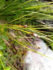 Oreojuncus monanthos