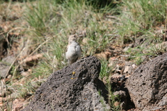 Salpinctes obsoletus