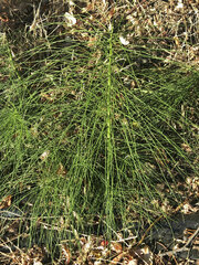 Equisetum arvense