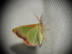 Eucrostes indigenata