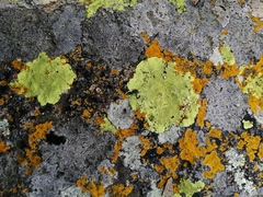 Candelaria concolor