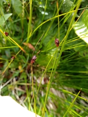 Oreojuncus monanthos