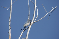 Aphelocoma woodhouseii