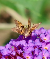 Atalopedes campestris