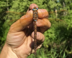Aeshna grandis