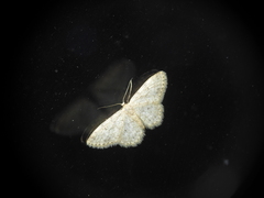 Idaea cervantaria
