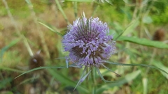 Dipsacus fullonum