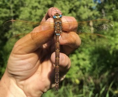 Aeshna grandis
