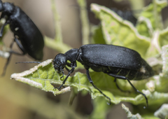 Epicauta cinerea-group