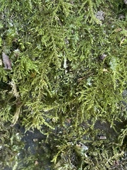 Kindbergia praelonga