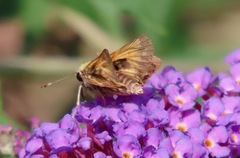 Atalopedes campestris
