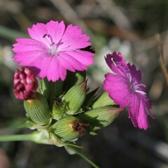 Dianthus balbisii