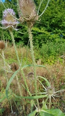 Dipsacus fullonum