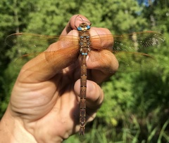 Aeshna grandis