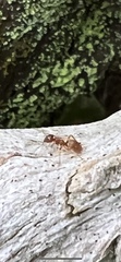Formicidae