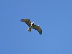 Circaetus gallicus