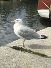 Larus argentatus