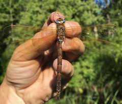 Aeshna grandis