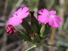 Dianthus balbisii