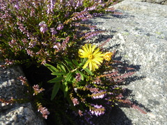 Hieracium umbellatum