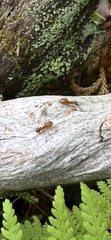 Formicidae