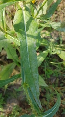 Dipsacus fullonum