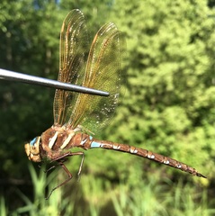 Aeshna grandis