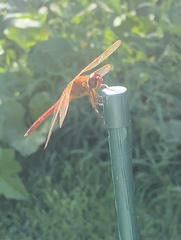 Libellula needhami