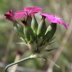 Dianthus balbisii